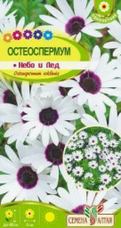 Остеоспермум Небо и Лед 0,1гр Семена Алтая